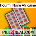 African Black Ant 19